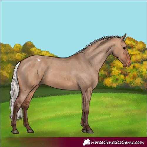 Horse Color:Silver Brown Dun Appaloosa 
