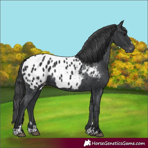 Horse Color:Black Blanket 