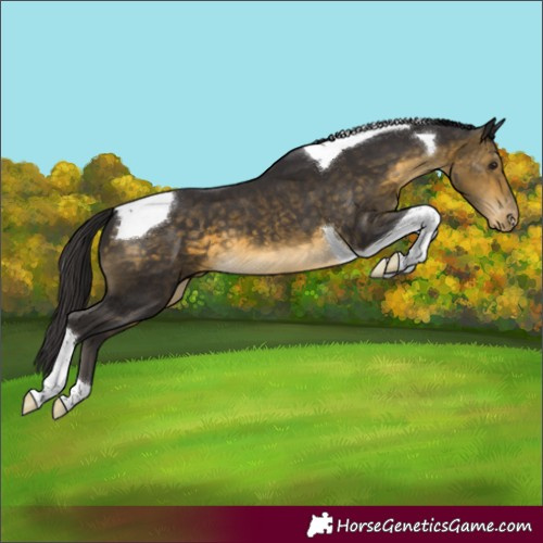 Horse Color:Buckskin Tobiano Varnish 