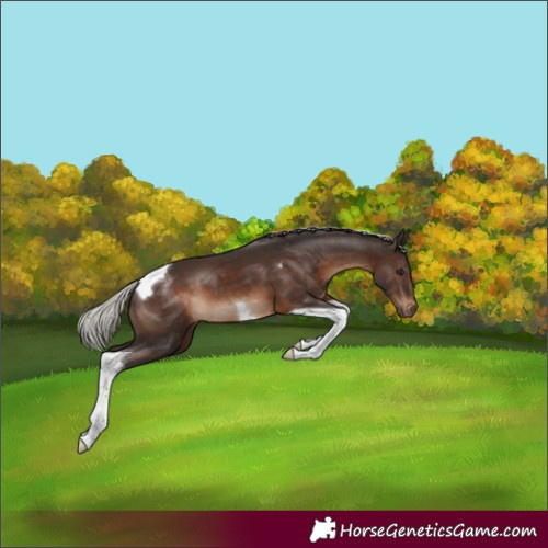Horse Color:Silver Brown Tobiano 