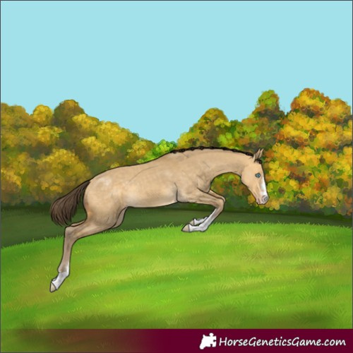 Horse Color:Sable Cream Champagne Dun 