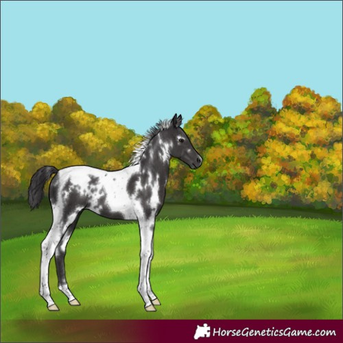 Horse Color:White Spotted Smoky Black Tobiano
