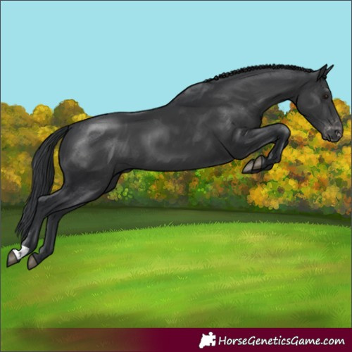 Horse Color:Black Varnish 