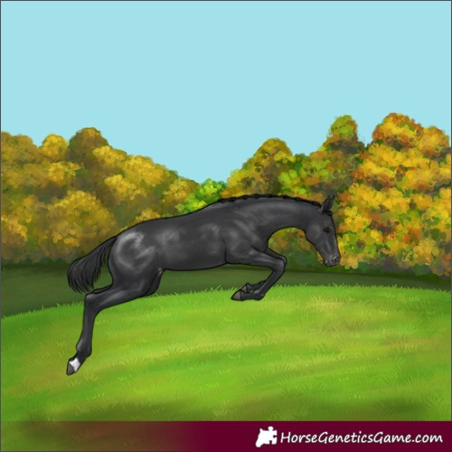 Horse Color:Black Appaloosa 