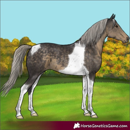 Horse Color:Silver Smoky Black Tobiano