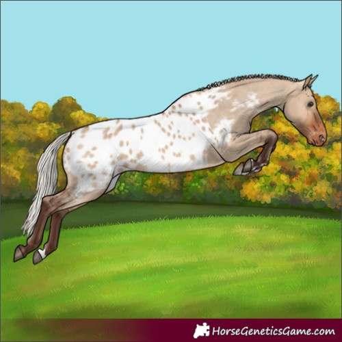 Horse Color:Silver Brown Dun Appaloosa