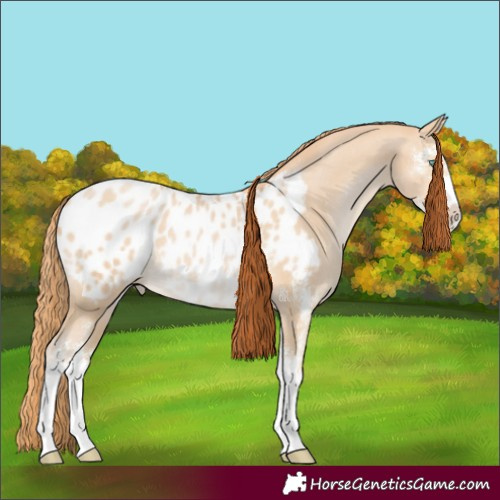 Horse Color:Smoky Black Pearl Sabino Blanket 