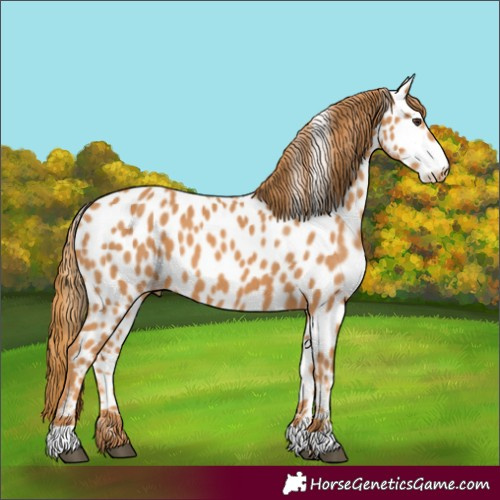 Horse Color:Chestnut Appaloosa