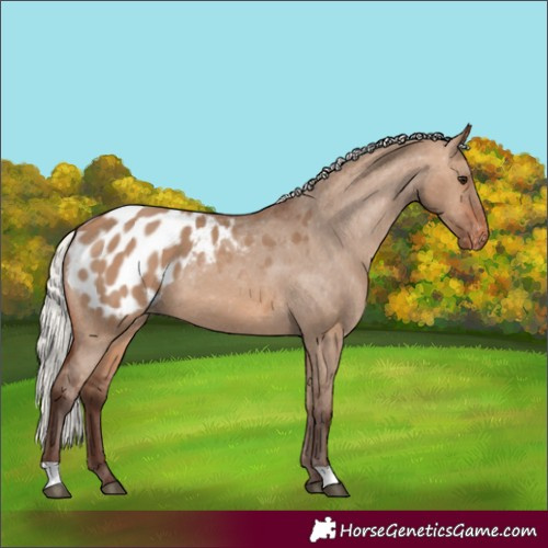 Horse Color:Silver Brown Dun Appaloosa
