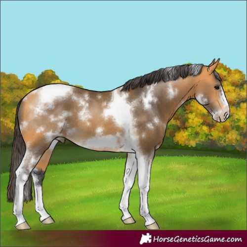 Horse Color:White Spotted Buckskin Tobiano Frame