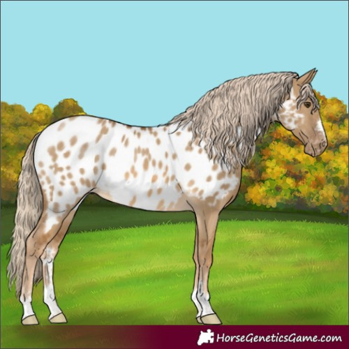 Horse Color:Chocolate Palomino Dun Blanket