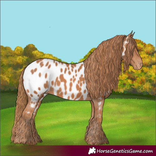 Horse Color:Chestnut Near Leopard