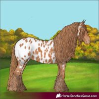 Horse Color:Chestnut Near Leopard 