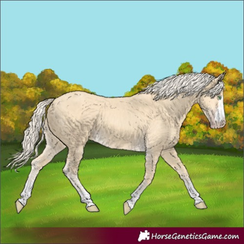 Horse Color:Gold Cream Champagne
