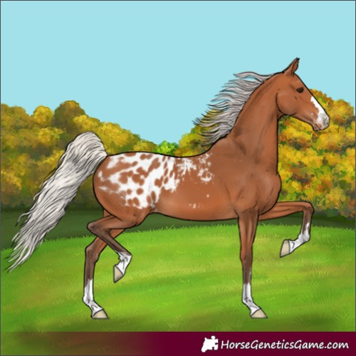 Horse Color:Silver Bay Blanket 