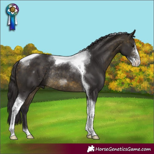 Horse Color:Buckskin Sabino Tobiano Rabicano