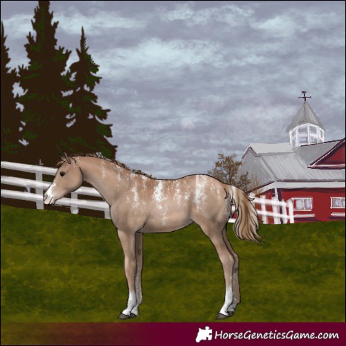 Horse Color:Powder White Black Pearl 