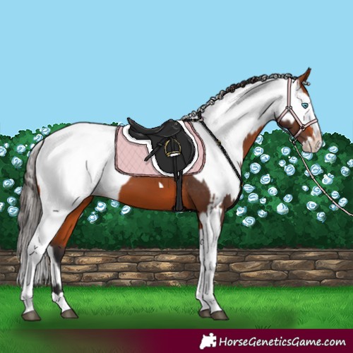 Horse Color:Bay Splash Tobiano Appaloosa  and White Spotted Bay Splash Appaloosa 