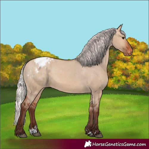 Horse Color:Silver Brown Dun Appaloosa 