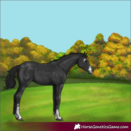 Horse Color:Gray Black Sabino 