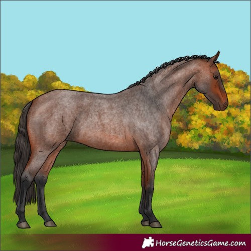 Horse Color:Bay Roan