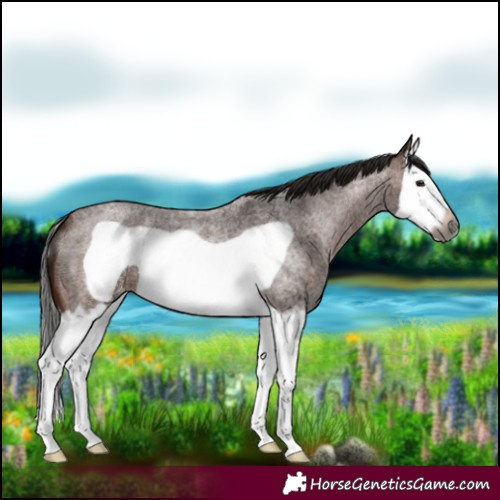 Horse Color:Gray Bay Roan Splash Frame Varnish 