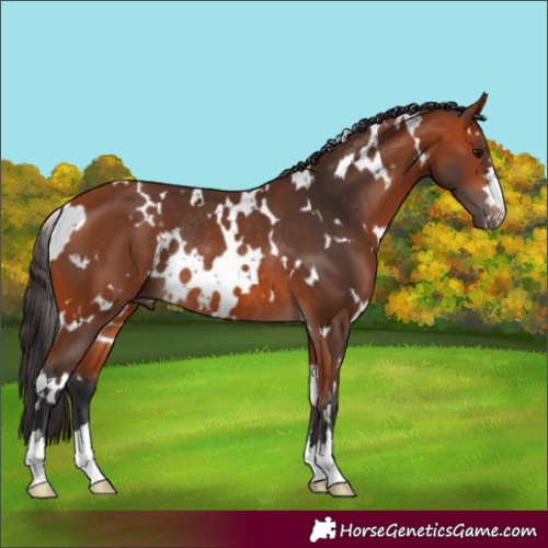 Horse Color:White Spotted Bay Rabicano