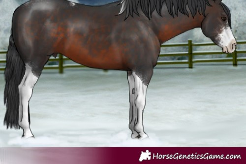 Horse Color:Brown Sabino Tobiano