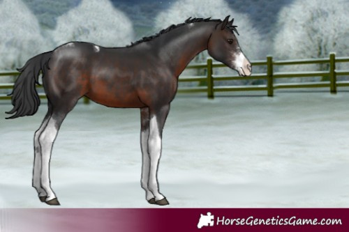 Horse Color:Brown Sabino Tobiano 