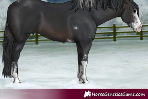 Horse Color:Brown Sabino Tobiano 