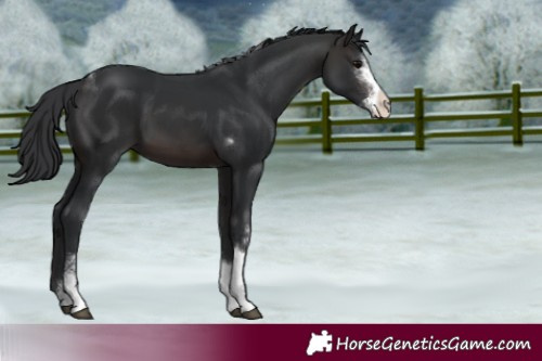 Horse Color:Brown Sabino Tobiano 