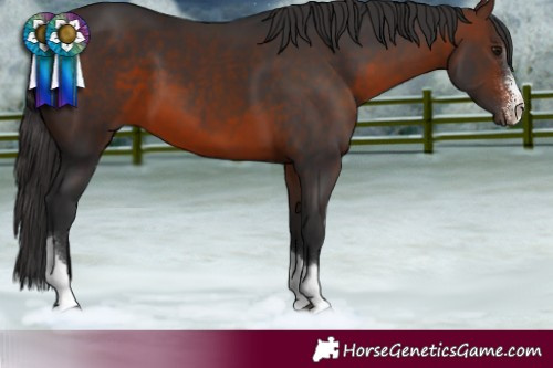 Horse Color:Brown Sabino Tobiano 