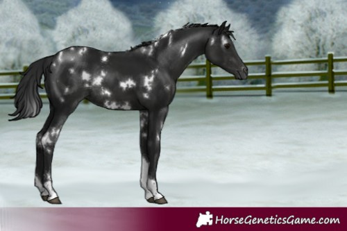Horse Color:Gray White Spotted Black Tobiano Rabicano