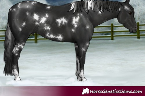 Horse Color:Gray White Spotted Black Tobiano Rabicano 