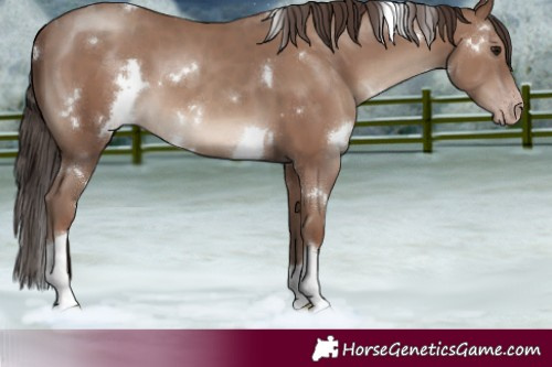 Horse Color:White Spotted Classic Champagne Tobiano 
