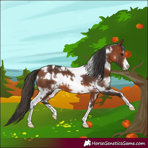 Horse Color:White Spotted Bay 