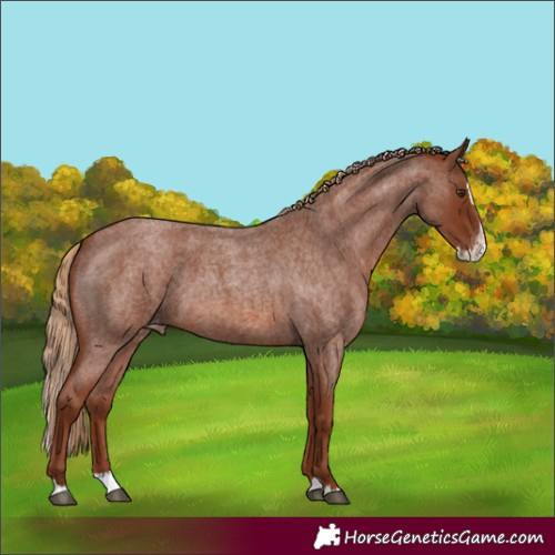 Horse Color:Red Roan Splash Varnish 