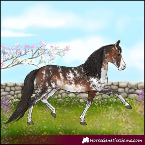 Horse Color:Bay Sabino 