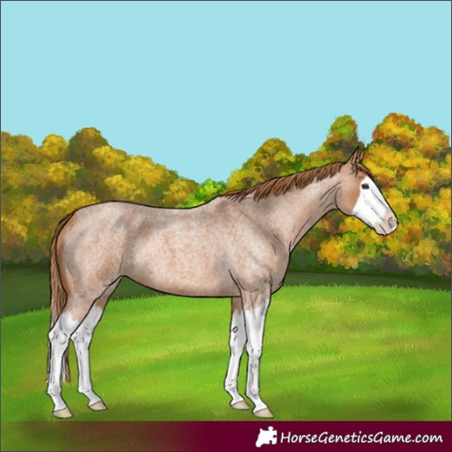 Horse Color:Red Roan Splash Rabicano