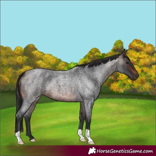 Horse Color:Brown Roan 