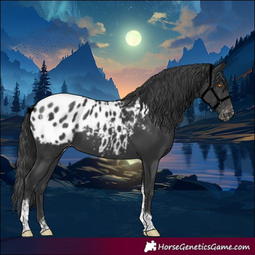 Horse Color:White Spotted Black Tobiano Blanket Rabicano