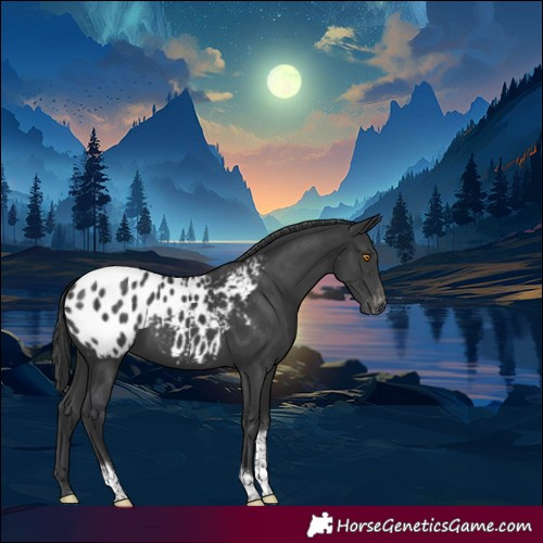 Horse Color:White Spotted Black Tobiano Appaloosa Rabicano