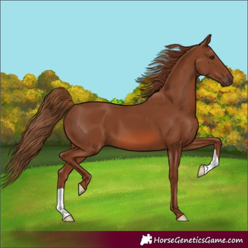 Horse Color:Unknown 