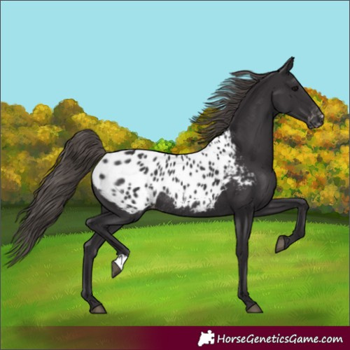 Horse Color:Smoky Black Blanket Rabicano 