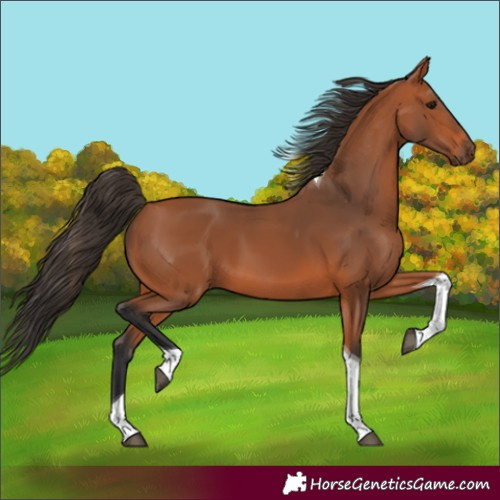 Horse Color:Unknown 