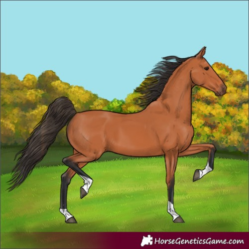 Horse Color:Unknown 