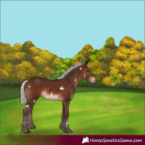 Horse Color:White Spotted Silver Brown 