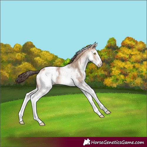 Horse Color:White Spotted Amber Champagne Appaloosa