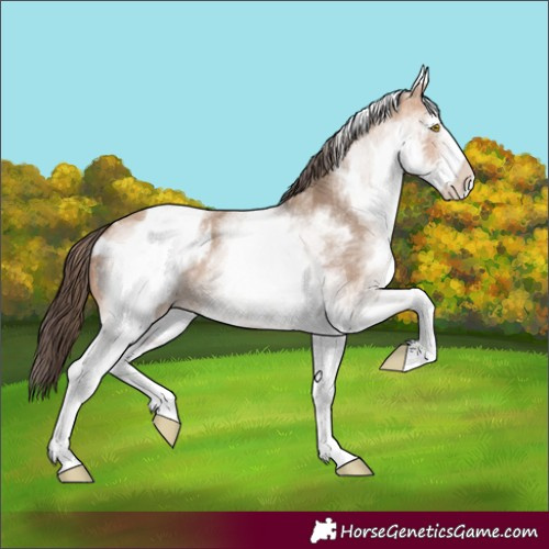 Horse Color:White Spotted Amber Champagne Blanket 