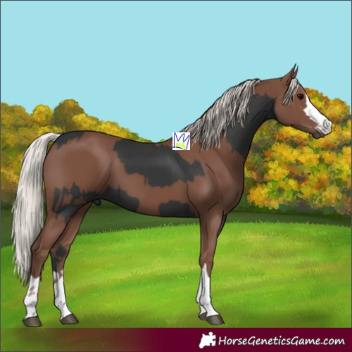 Horse Color:Black  and Silver Black 